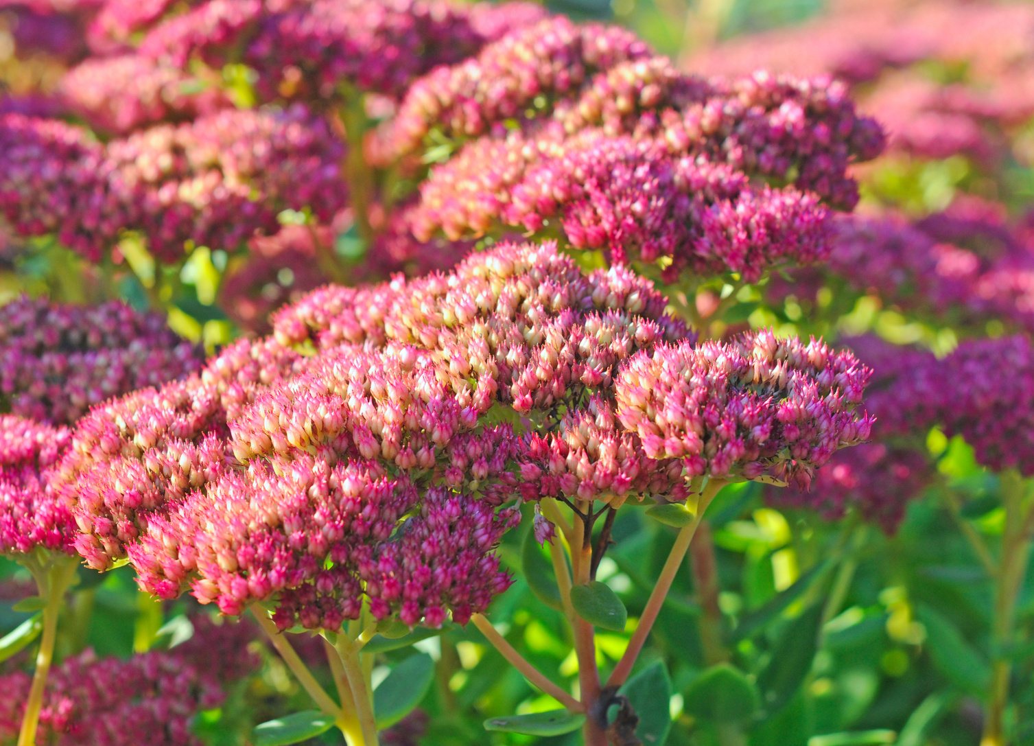 Sedum telephium