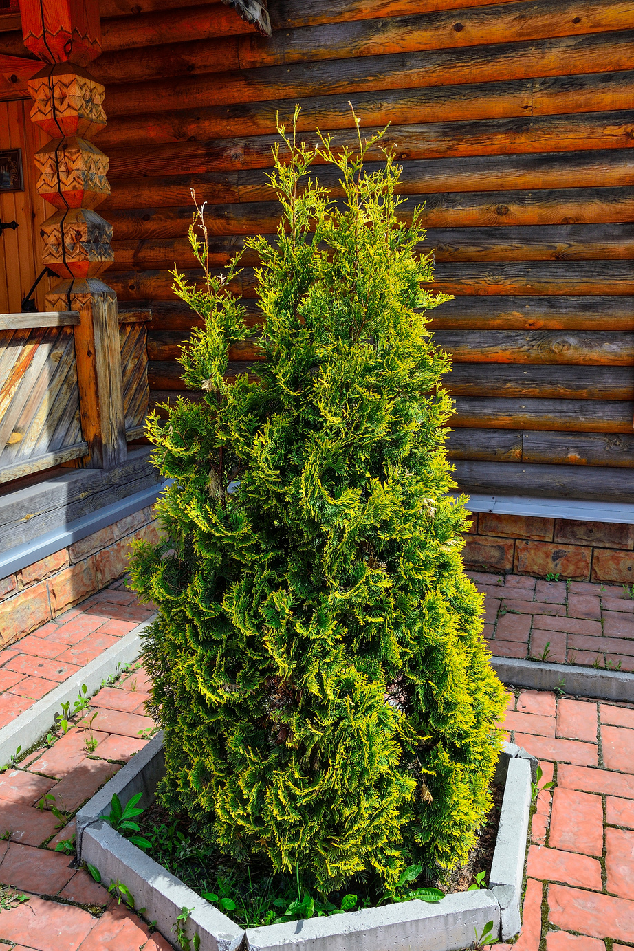 Thuja occidentalis Emerald (Emerald Goldstrike) - evergreen conifer