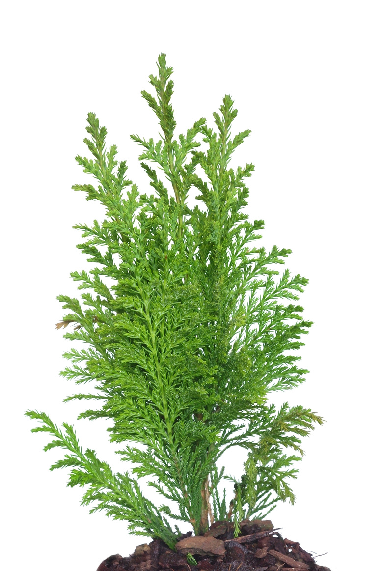 thuja