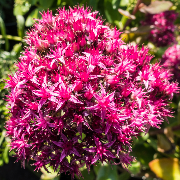 Sedum Blossom