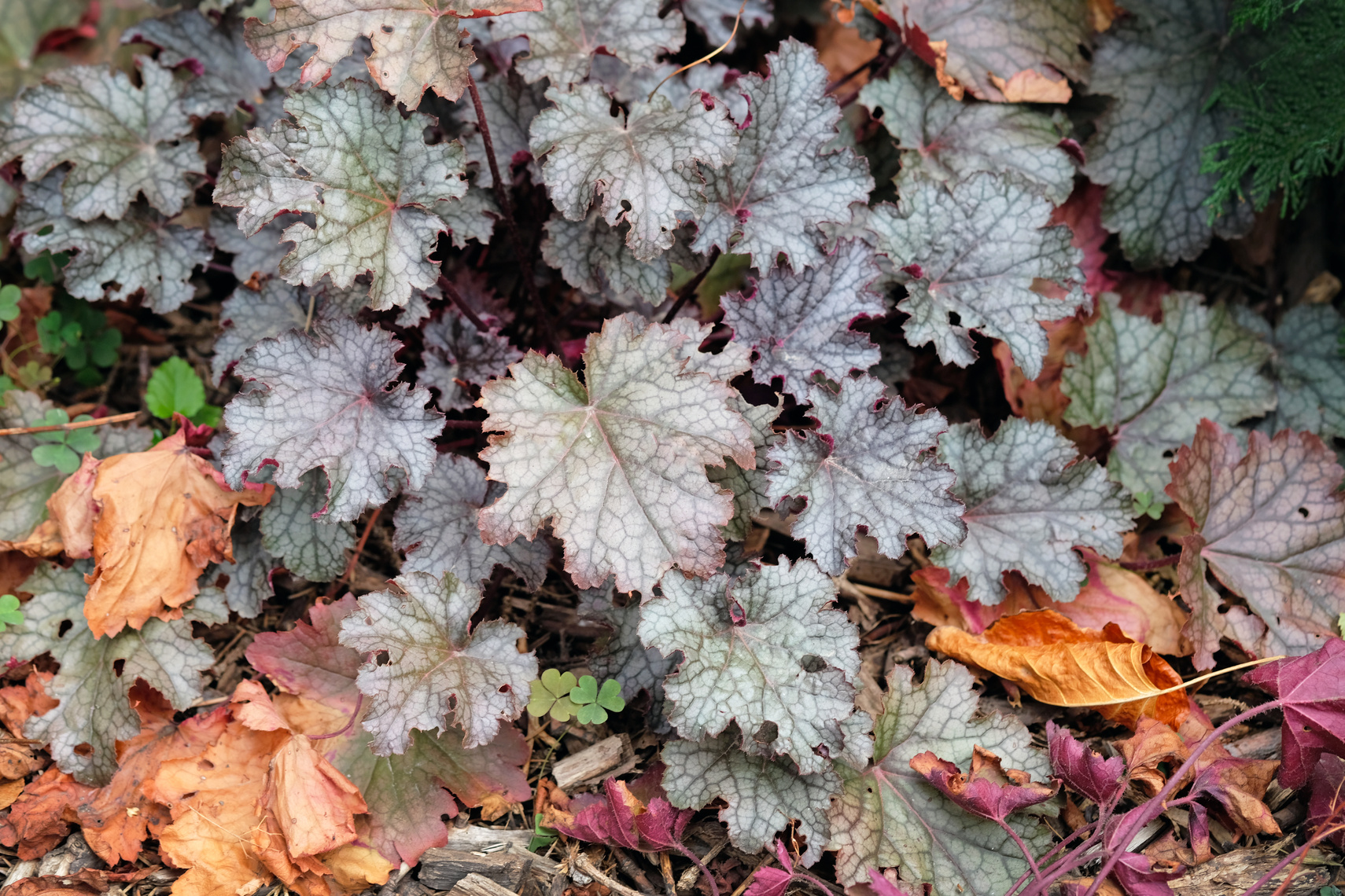 Alum Root ornamental plant blood red, close-up.