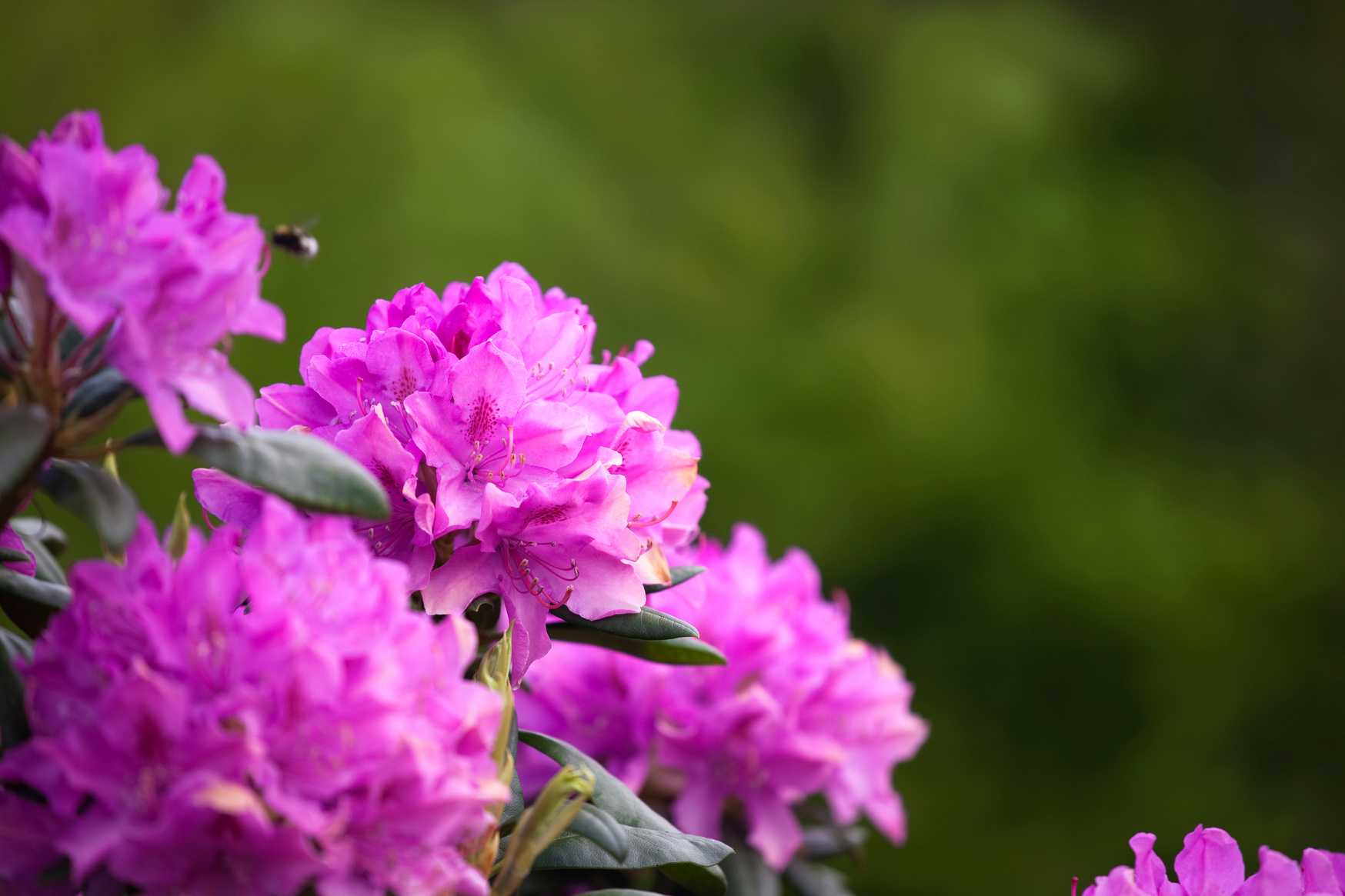 Rhododendron